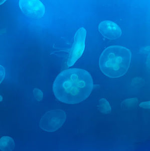 Meet your Posher, Cloee